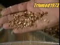 A video showing the process of making peanut butter in a factory.
