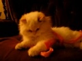 Kramer The Cat Kramer The Cat