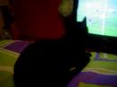 gato a ver tv