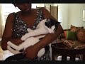 ADOPTED!!! Sophie La Vaca (Little Cow Cat) for Adoption