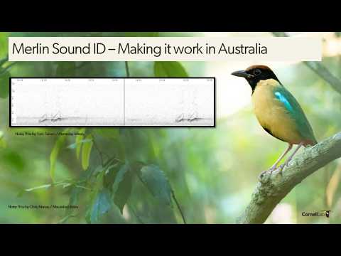 <p>Merlin Sound ID in Australia</p>
 video thumbnail