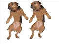doggy dancing by millie