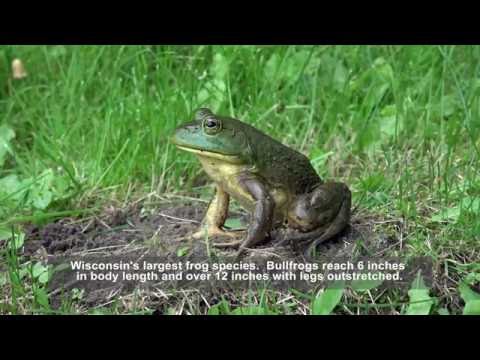 YouTube reptile video