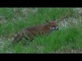 Young Fox - Jungsfuchs mit Magendrücken Young Fox - Jungsfuchs mit Magendrücken