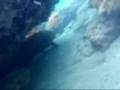 Spearfishing and Freediving Florida Summer 08
