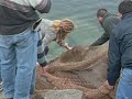 Leão-marinho ferido pela indústria salmoneira -- Puerto Montt