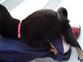 黒豆柴まめすけ　マウンティング