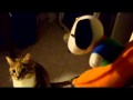Guarda video