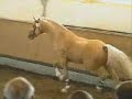 Win The Gold - Stallion Test Free Jumping