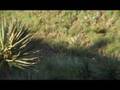 Fair Game tv Ron's Aoudad
