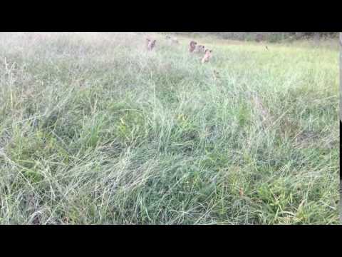 Puppies playing in the grass