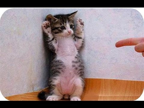 Top 10 Funny Animals. Funny Animal Pictures. Dogs Funny Clips. Comedy Fails & Bloopers.