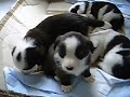 Puppy 20080317 Cardigan Welsh Corgi 02 Puppy 20080317 Cardigan Welsh Corgi 02