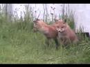 Fallsburg foxes