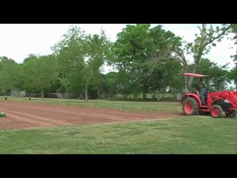 how to fertilize sweet corn in garden