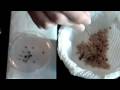 Tarantula Eggsac Setup