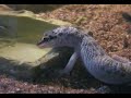 jurassic gecko