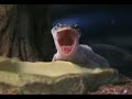 Jurassic Gecko Jurassic Gecko