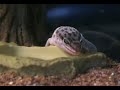 jurassic gecko