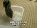 videos de カボ種すくい