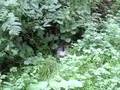 videos de Fred stuck in the bushes