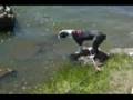 Boston Terrier Fun - Discovering The Lake