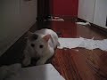 Bad Cats