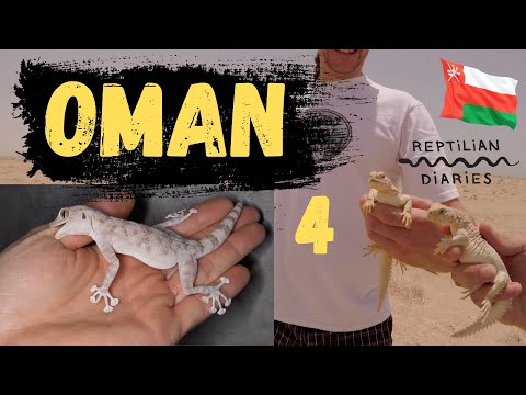 YouTube reptile video