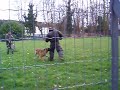 attaque d'un chien militaire