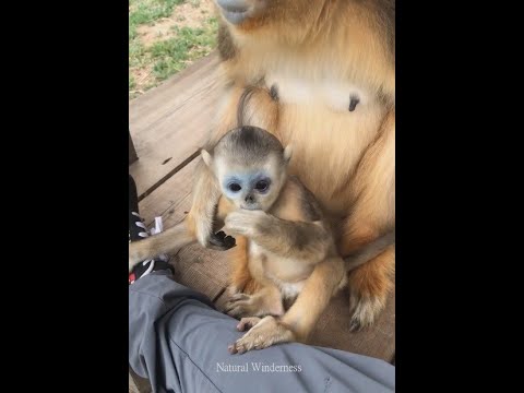 A Baby Golden Snub Nosed Monkey Hidden Kingdoms Of China