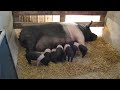 MVI_0606.MOV