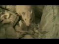 The Rat Sewer - Kroepoek Mica