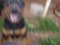 videos de mimimi boba dogz