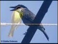 Bem-te-vi - Pitangus sulphuratus Bem-te-vi - Pitangus sulphuratus