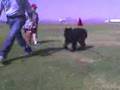 Boyero de Flandes video