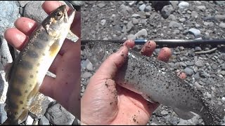 奥多摩、日原川でヤマメ、ニジマス快釣!!