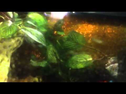 how to provide humidity for hermit crabs