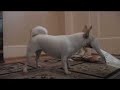 Mad dog attacks junk mail! Mad dog attacks junk mail!