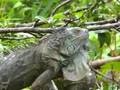 Iguanas of Costa Rica