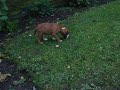 Otto the boxer teasing Zak the westie