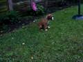 videos de Otto the boxer teasing Zak the westie