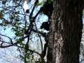 Pajaro Carpintero gigante