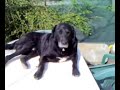 Cane & Gatto!!! (2° Parte) Cane & Gatto!!! (2° Parte)