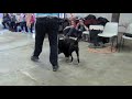 Click here to watch this video Venice Italy Seminar- Clicker Dog Training