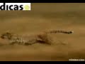 El cazador El cazador