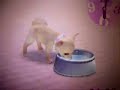 Linny the Chihuahua: My new Nintendog Linny the Chihuahua: My new Nintendog