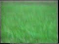 Captain..Daytime Singlehanded Coursing (Pre Ban)