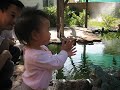 Tia at YehYeh &amp; NaiNai's Koi pond
