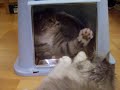 the new cat litter box - rooni and fei fei the new cat litter box - rooni and fei fei
