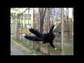 Kung Fu Practice - Michael Wasowski